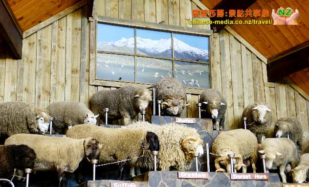  Rotorua 羅托魯瓦 Agrodome Farm 愛歌頓農莊 剪羊毛