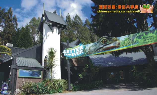 Rotorua 羅托魯瓦 Rainbow Springs 彩虹泉公園 Kiwi 奇異鳥、Kea 喙羊鸚鵡、Kaka、鱒魚及 Tuatara 蜥蜴