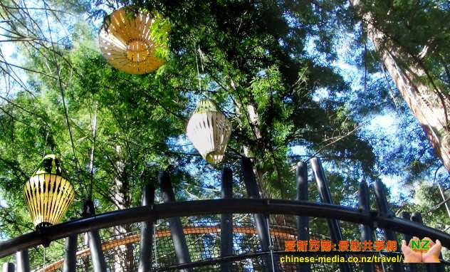 Rotorua 羅托魯瓦 Redwoods Forest 紅樹林公園 Treewalk 樹上行 吊橋步道