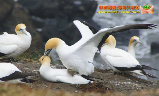 Waitakere Muriwai Gannet Colony 鰹鳥棲息島