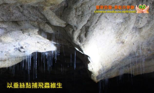 Waitomo Glowworm Caves 懷托莫螢光蟲洞