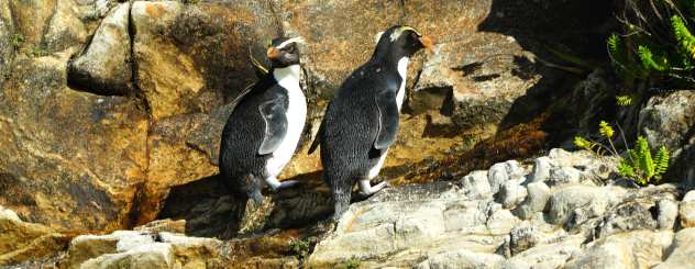 Monro Beach Walk 蒙羅海灘步道 Fiordland Crested Penguin 峽灣鳳冠企鵝