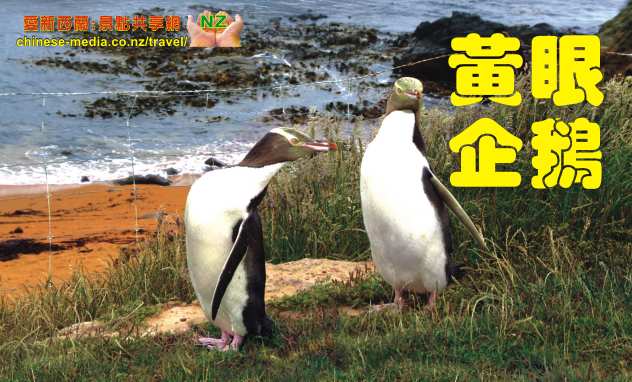 Moeraki Katiki Point Lighthouse Yellow eyed penguins 黃眼企鵝棲息地