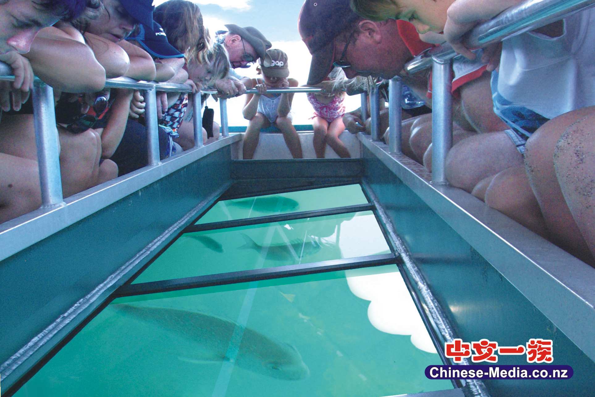 Goat Island 山羊島 海洋保護區 山羊島海灘 Goat Island Beach  Glass Bottom Boat  玻璃船      中文一族傳媒新西蘭旅遊景點