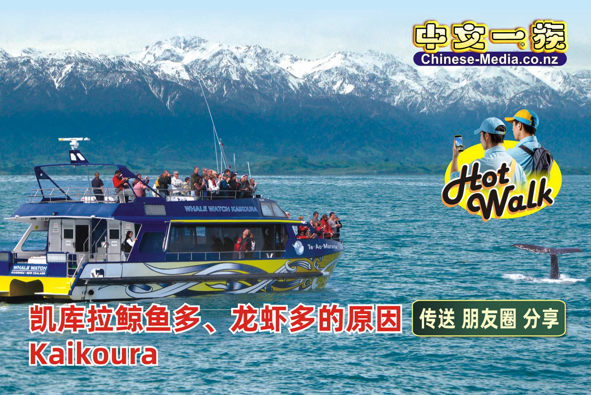 Kaikoura 凱庫拉 鯨魚 觀鯨 Hikorangi 龍蝦      中文一族傳媒新西蘭旅遊景點