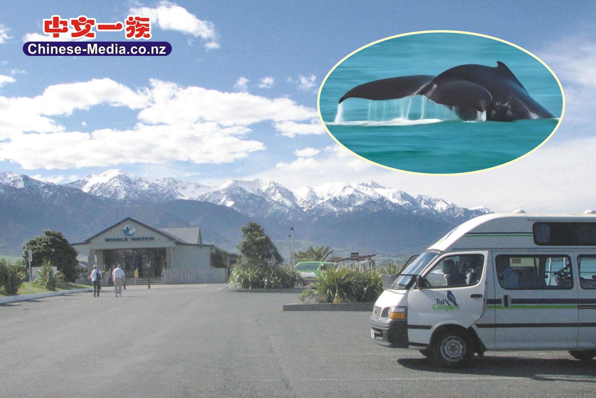 Kaikoura 凱庫拉 鯨魚 觀鯨 Hikorangi 龍蝦      中文一族傳媒新西蘭旅遊景點